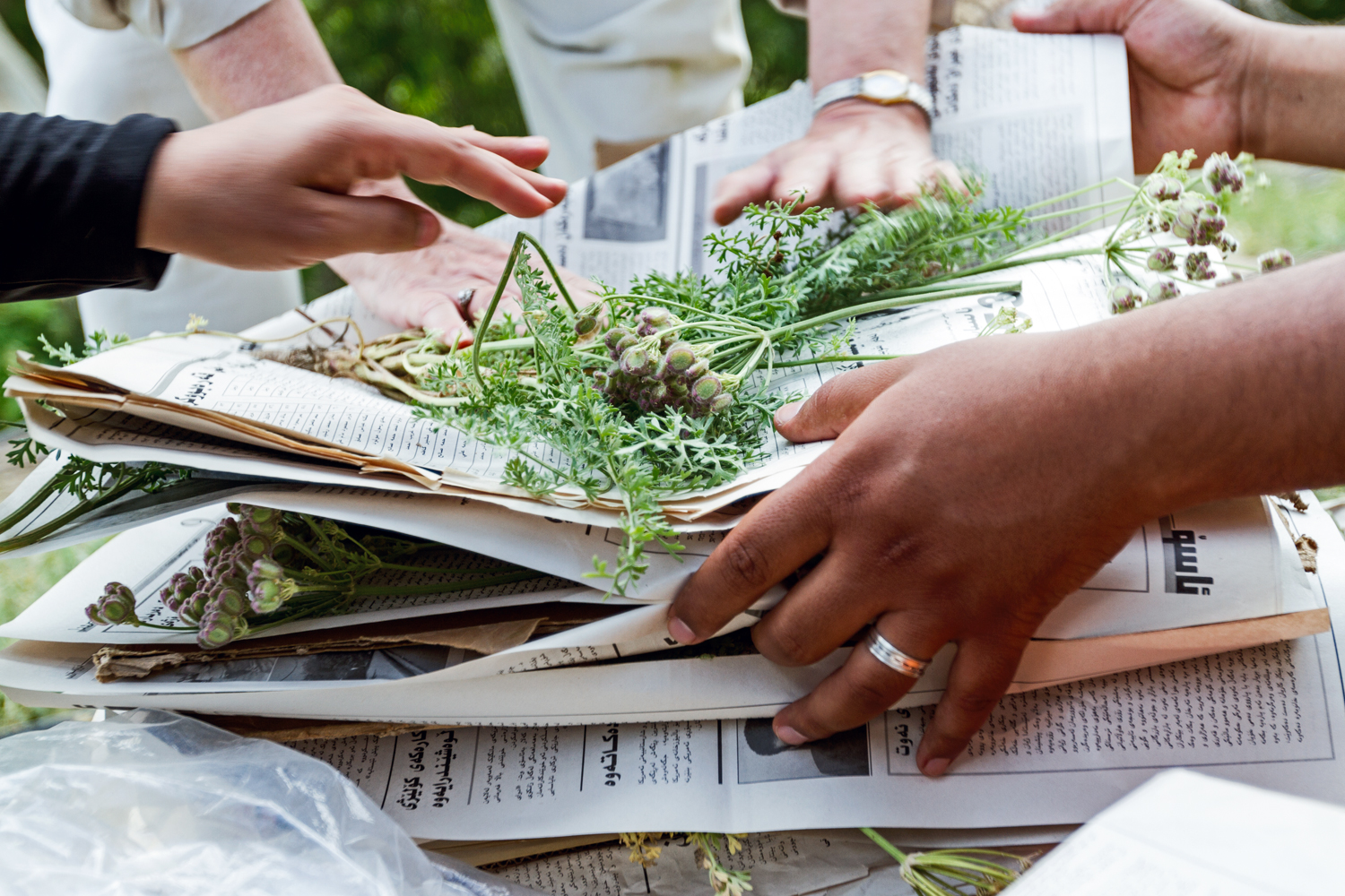 Volunteers and scientists press specimens collected in the mountains near Iran for a ‘Flora of Iraq’. While training locals to identify native plants, botanists from Nature Iraq are meanwhile creating the first comprehensive documentation of local flora.