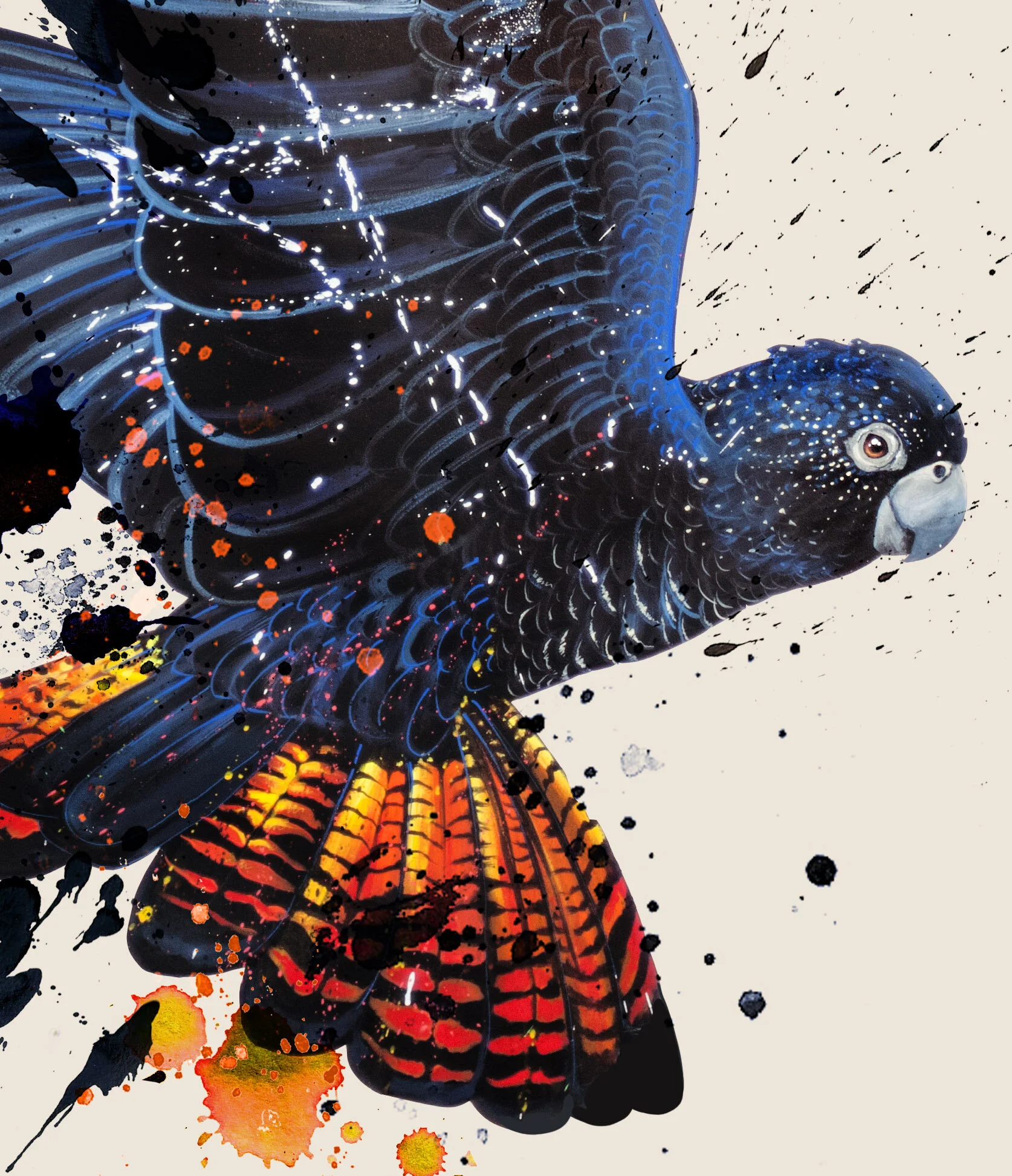 black cockatoo_crop.jpg