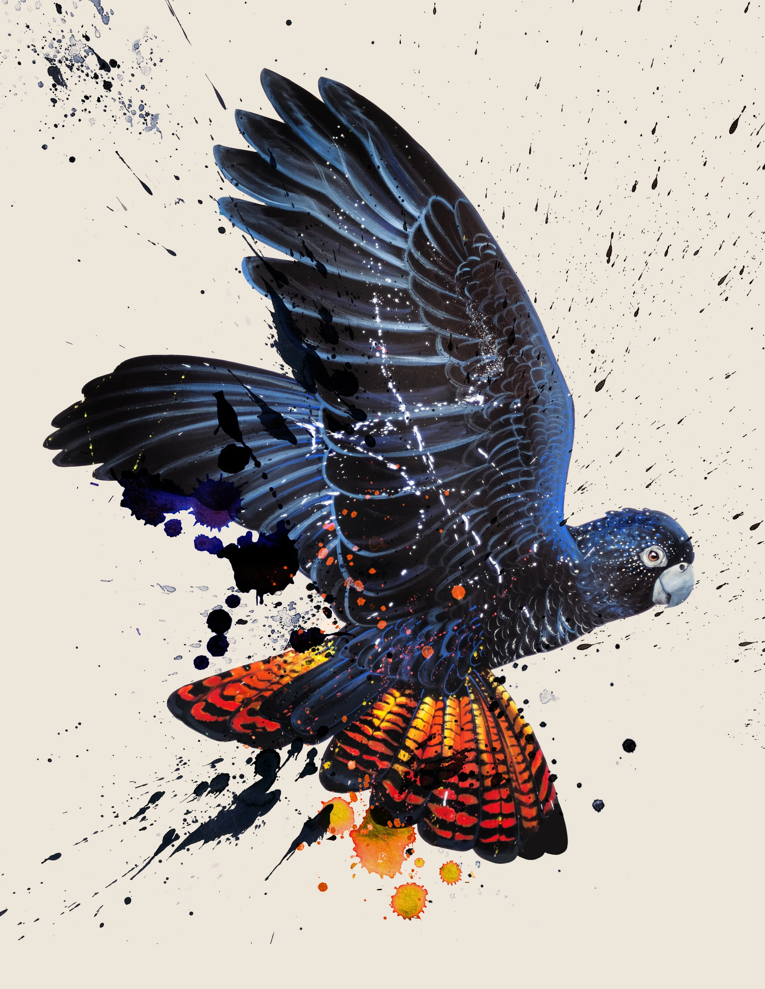 Red Tailed Black Cockatoo - CHARITY PRINT