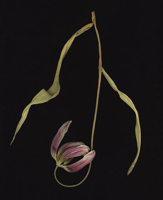 Upside Down Tulip