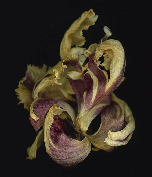 wflower 6.jpg