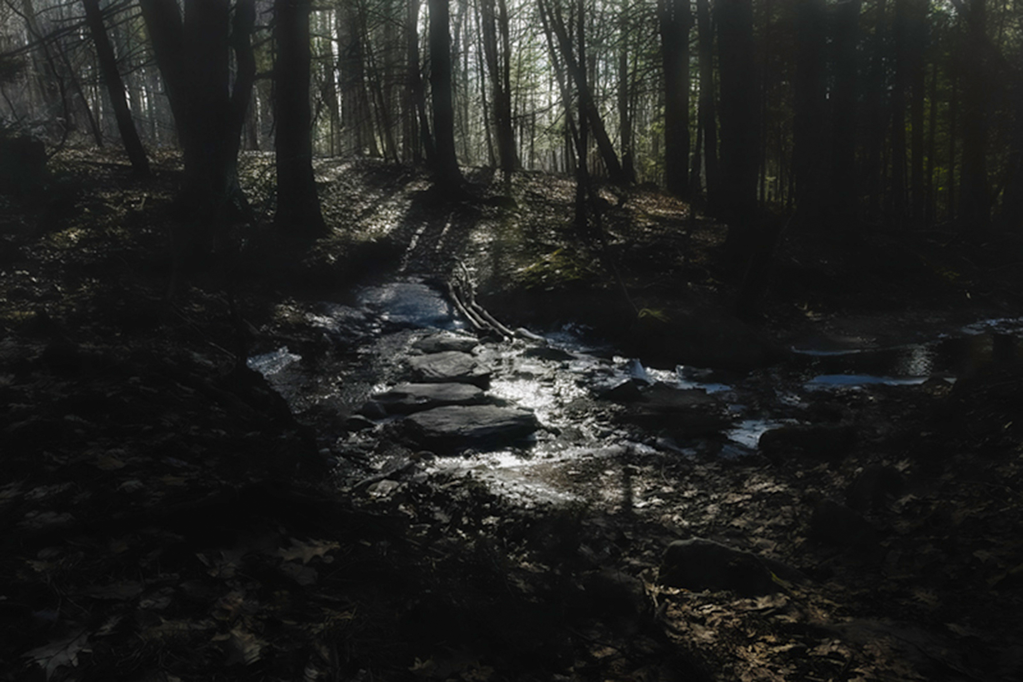 Dark Forest
