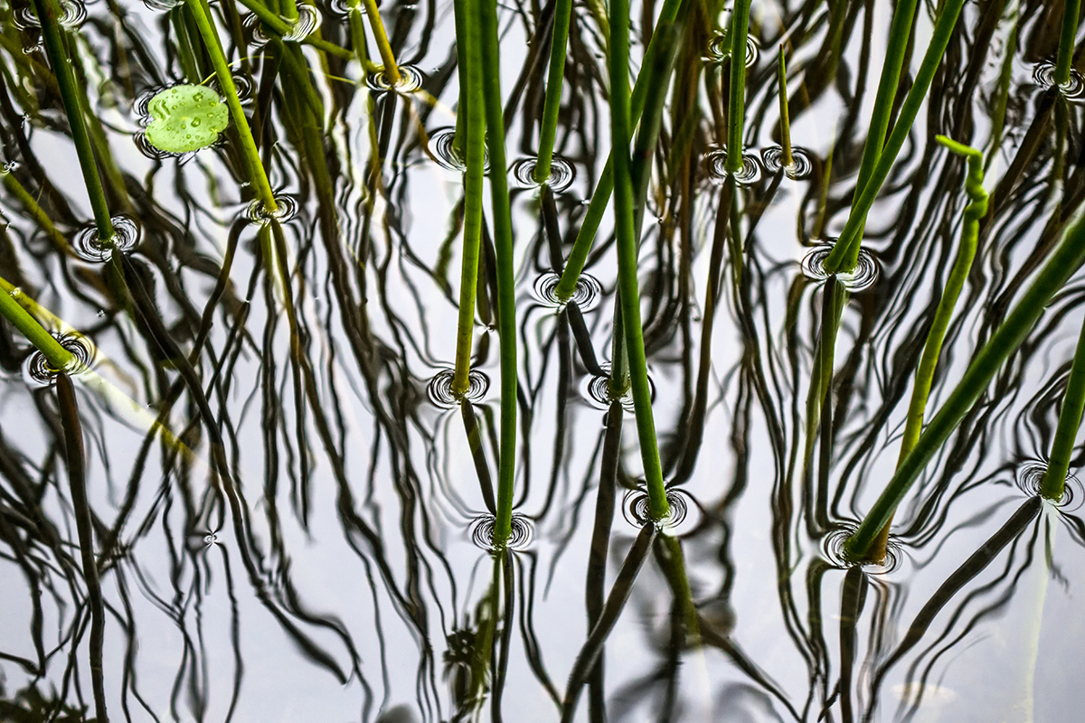 Surface Tension