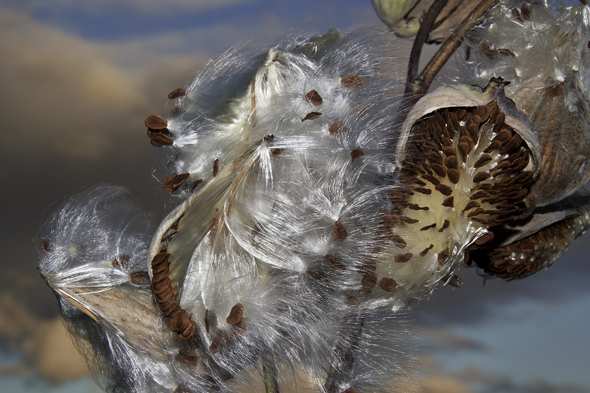 Milkweed Burst