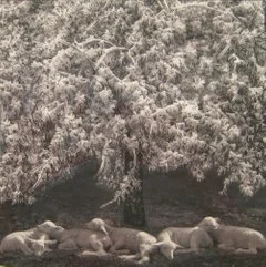 Winter Lambs