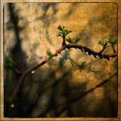 Thorns