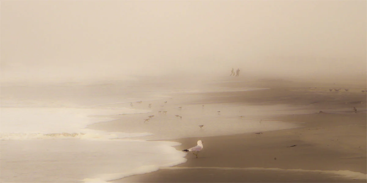 Birds on Beach