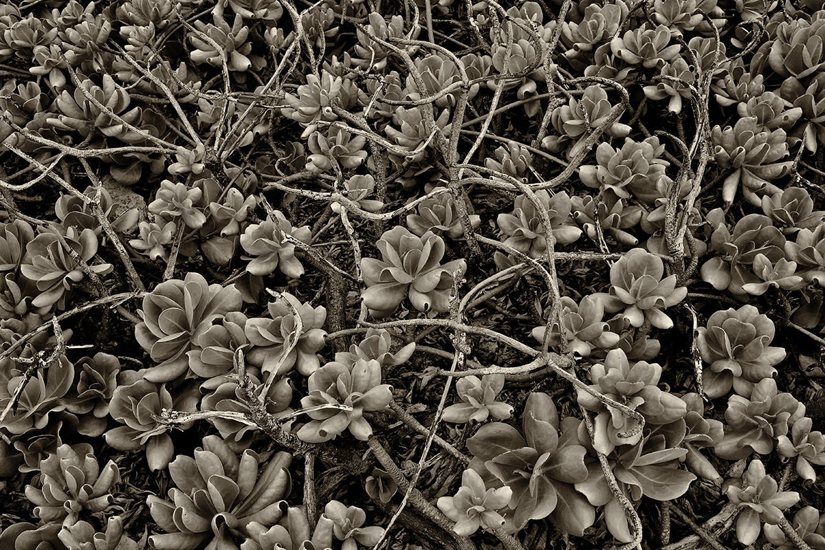 Hawaiian Succulents