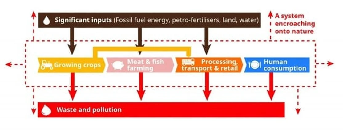 Linear food system model ( diagram from Feedback Global https://feedbackglobal.org/ )