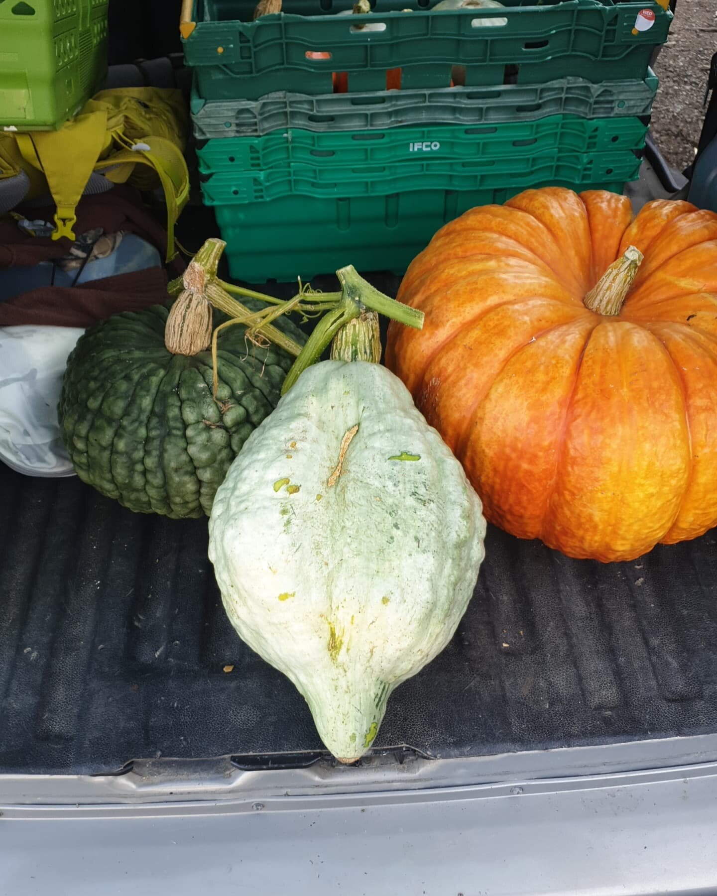 Some beautiful squashes from this years harvest, grown near Penegoes, Powys