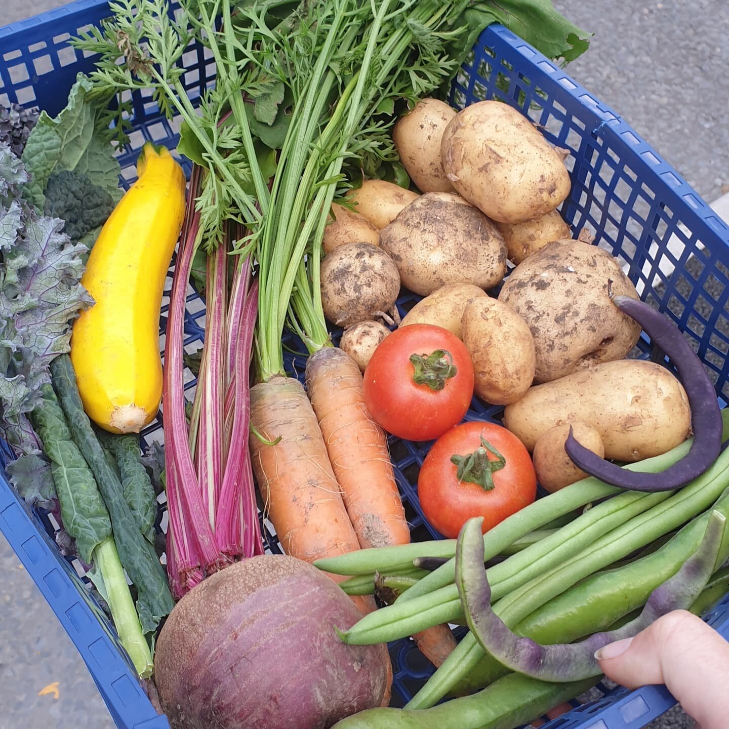 Would you like to help us help growers sell their gluts? 
We are offering &pound;5 &amp; &pound;10 fresh and local surplus boxes for collection on Saturdays, from the Community Sharing Hub in Aberystwyth.
Dm for more details, or email aberfoodcoop@ou