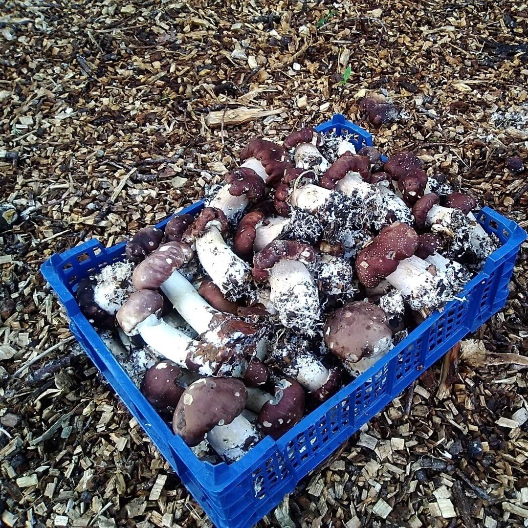 Winecap mushrooms (Stropharia rugosoannulata) from Capiau Cymraeg - Welsh Winecaps in boxes next week!