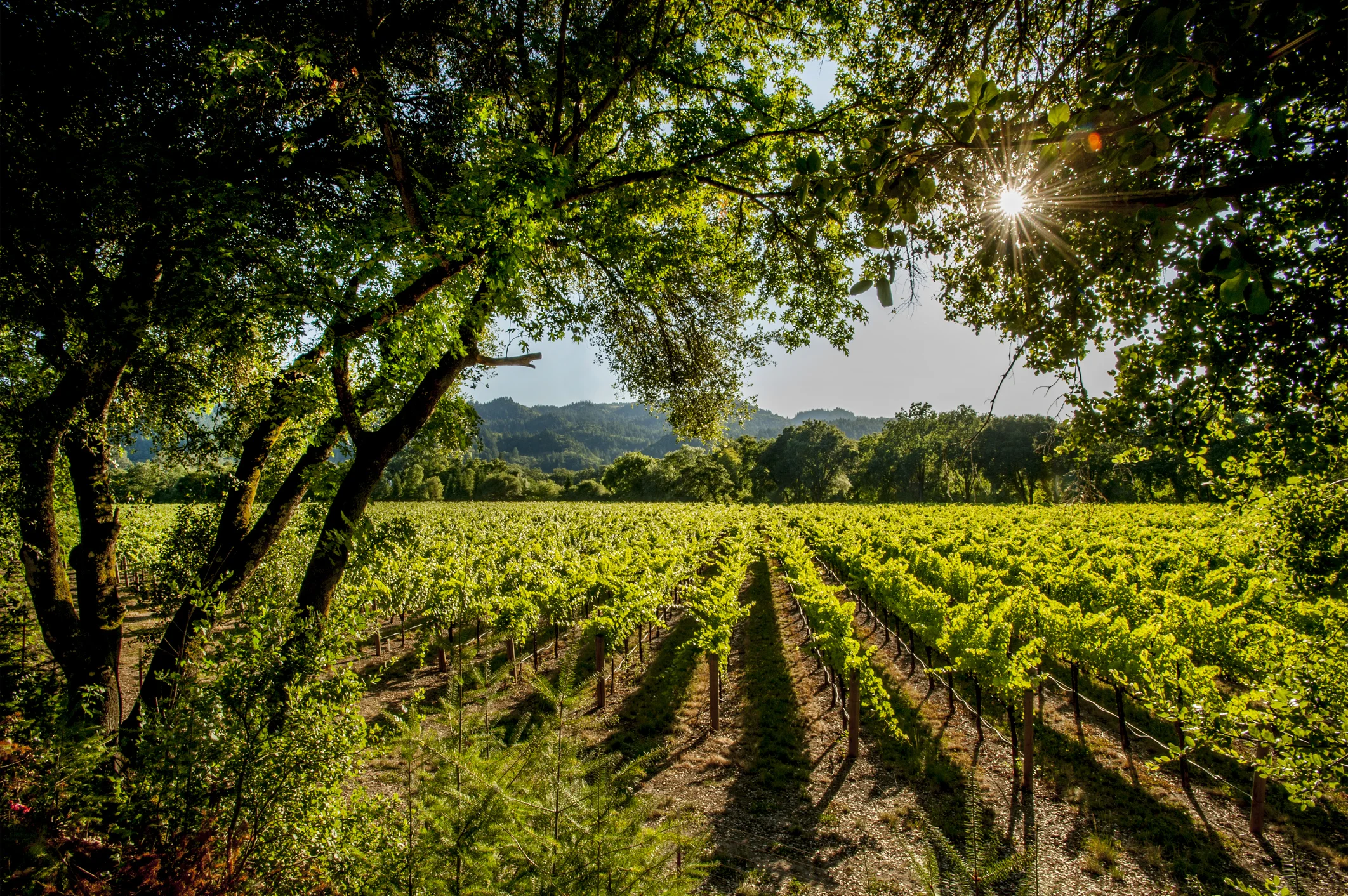 Located at the foothill of the Blue Ridge Mountains, Wilkes County has a variety of vineyards and wineries. App Administrator: Courtney Tevepaugh, Extension Agent, Family & Consumer Sciences Email: csparke3@ncsu.edu Phone: 336-651-7331