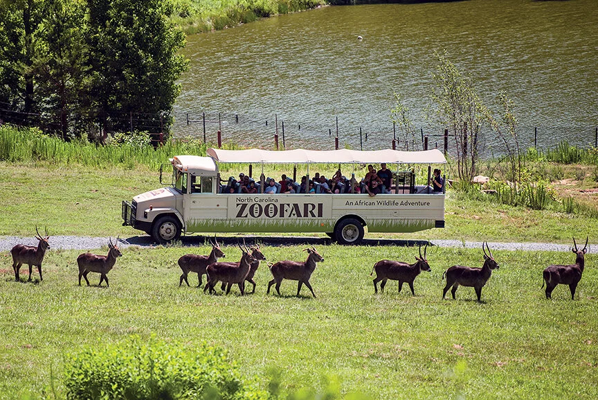ZooFari.jpg