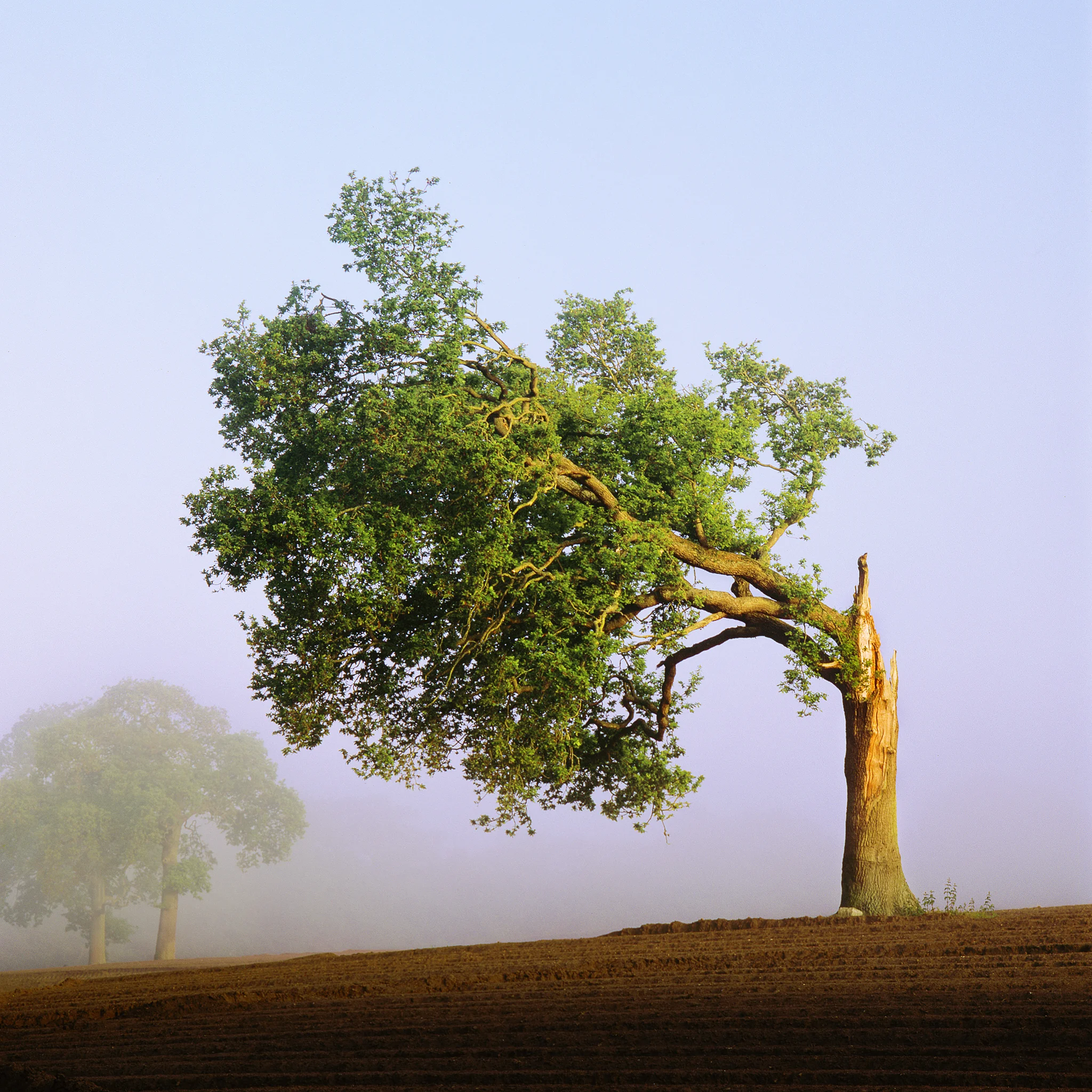 Unbroken Resolve - Spring