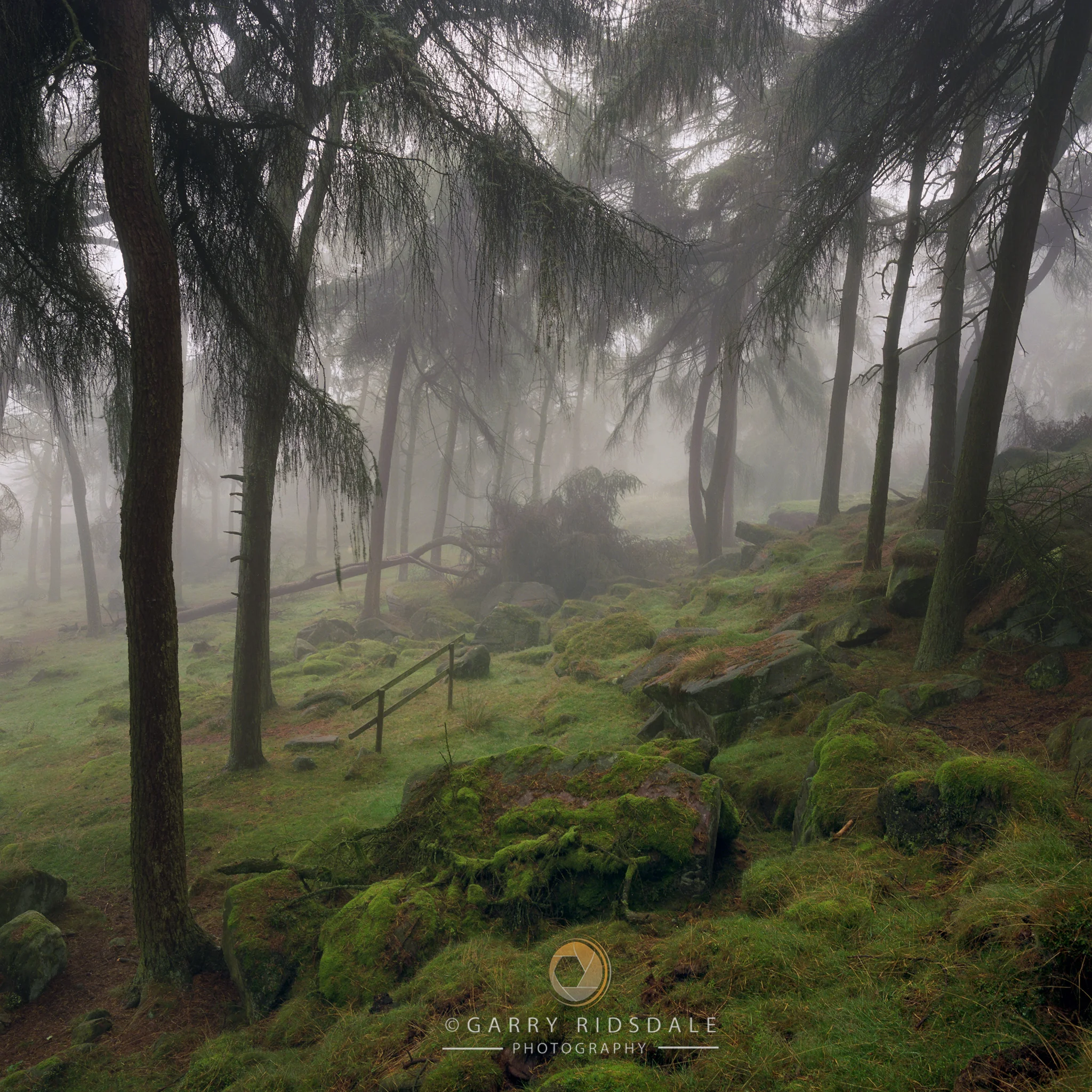 Enchanted Forest