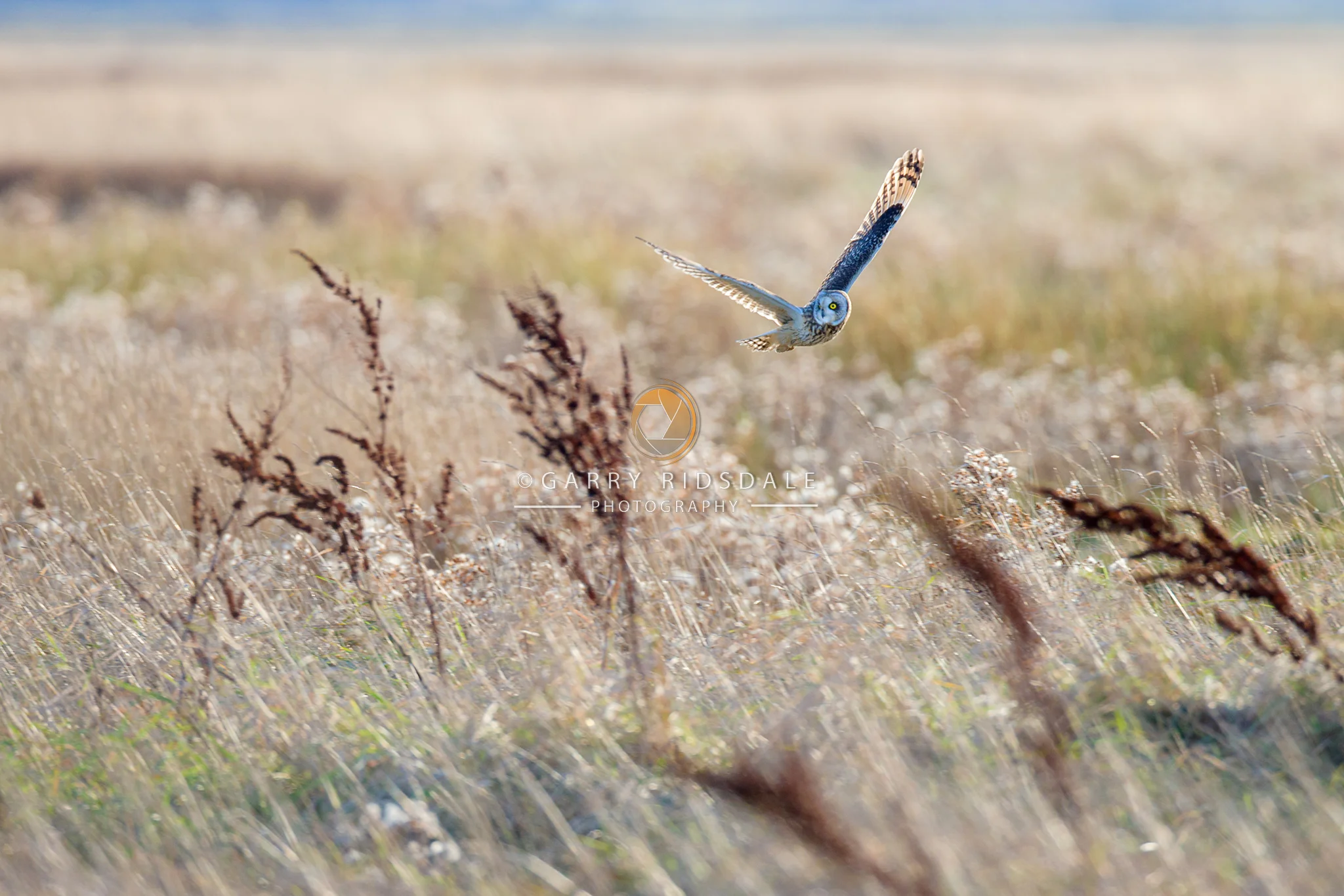 Among The Reeds