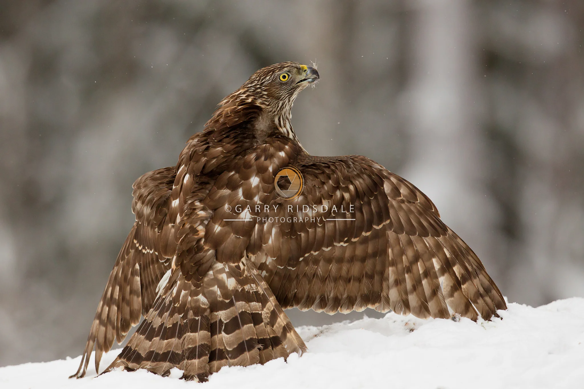 Defensive Posture