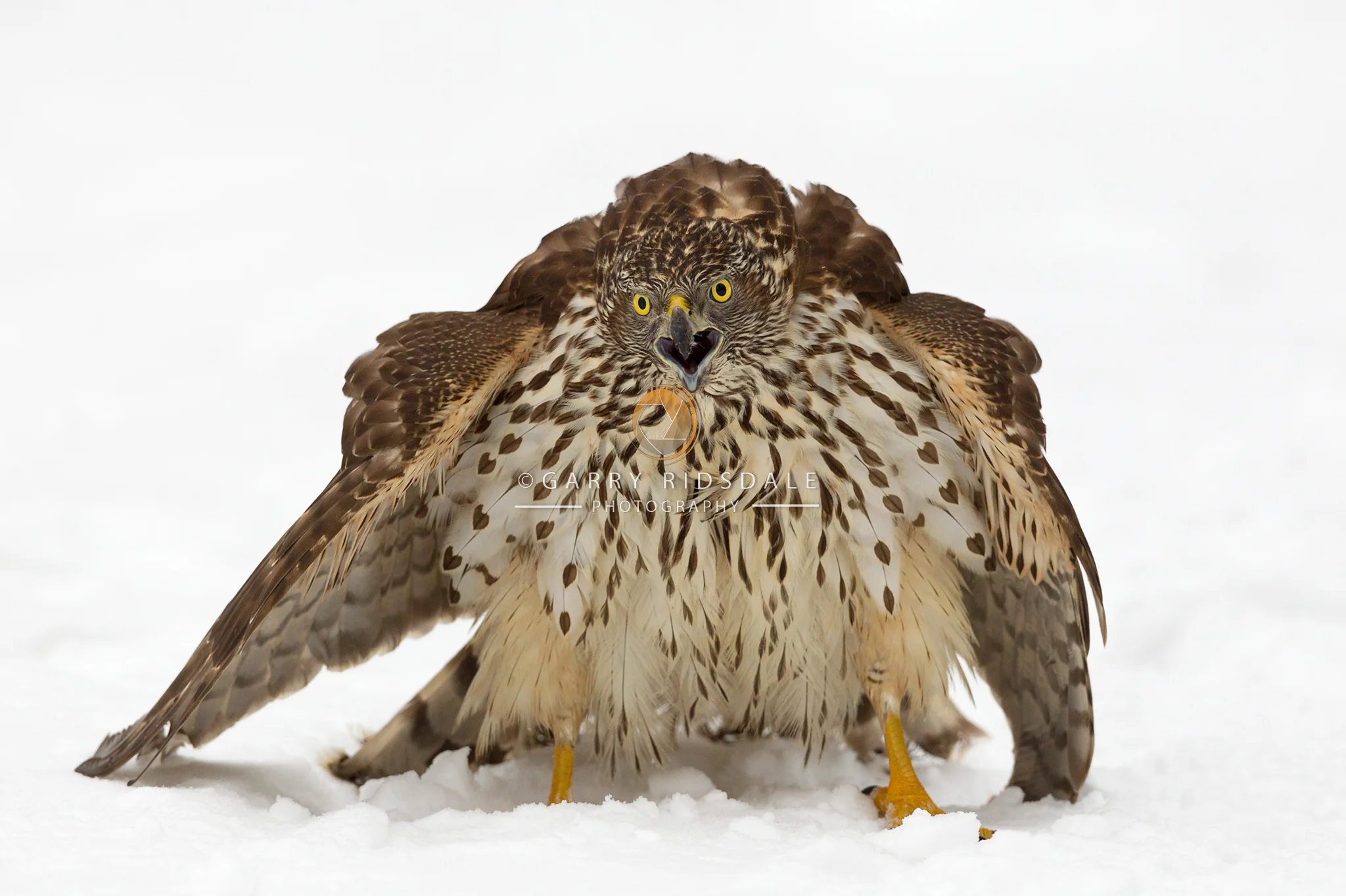 Alarm Call