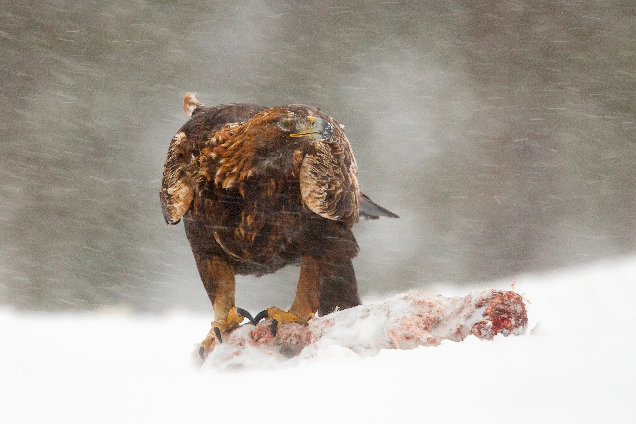 Harsh Winter
