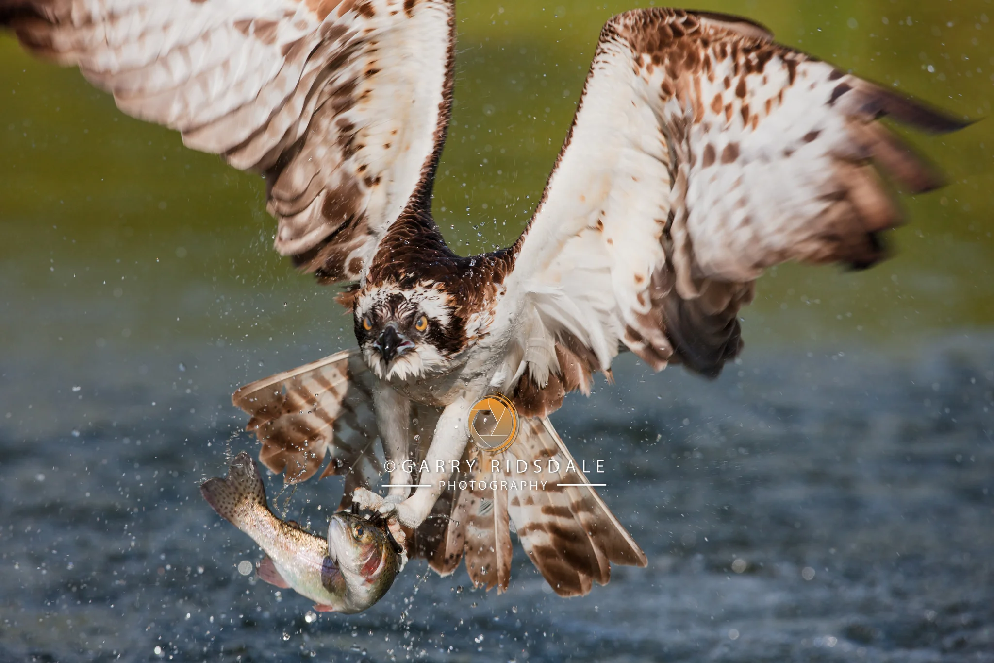 Fresh Catch