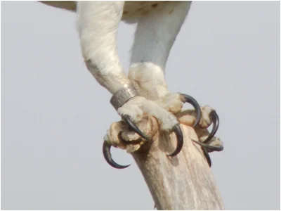 Metal ring on Osprey - 1/800 sec at f/8, ISO 250.