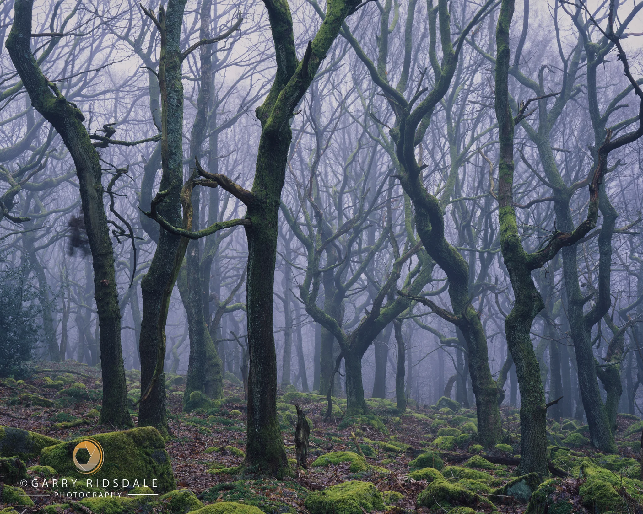web_the_spiral_forest©garryridsdale.jpg