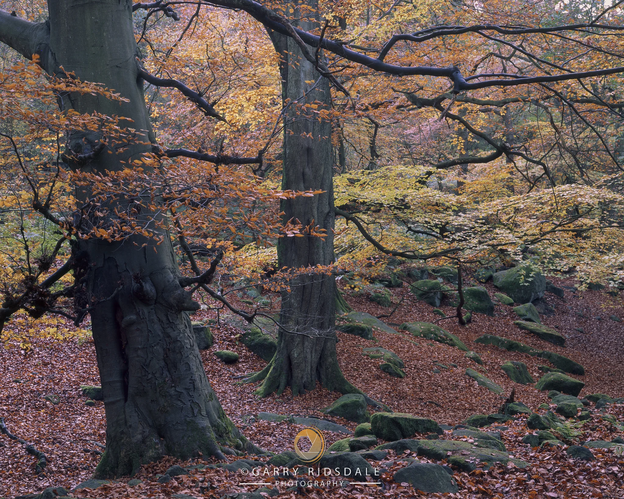 Shades of Autumn