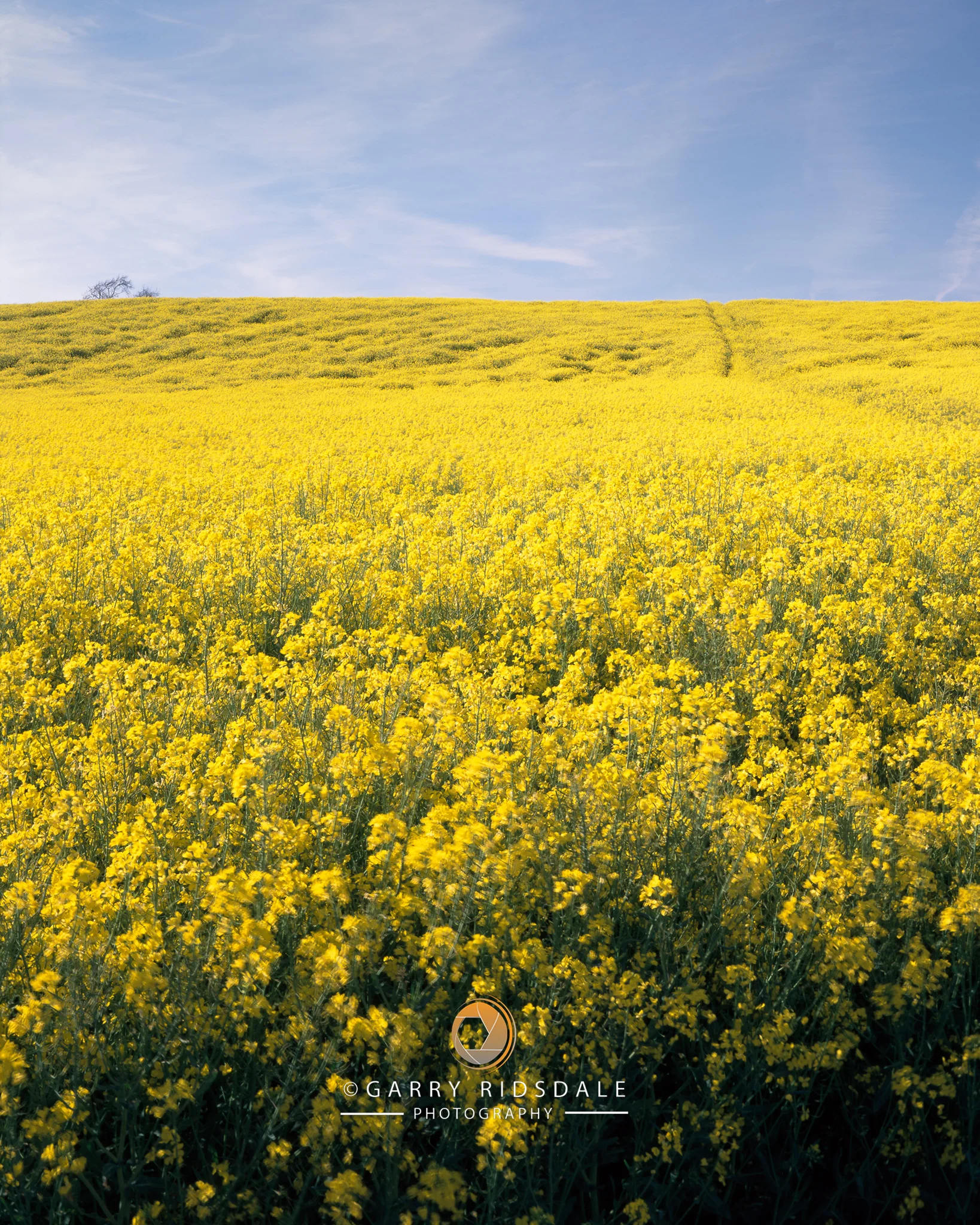 Primavera