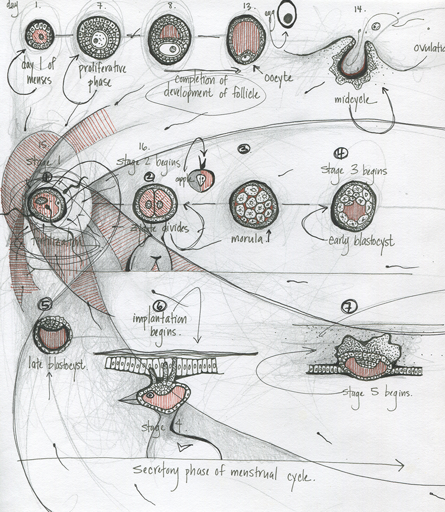 anatomy_03.jpg