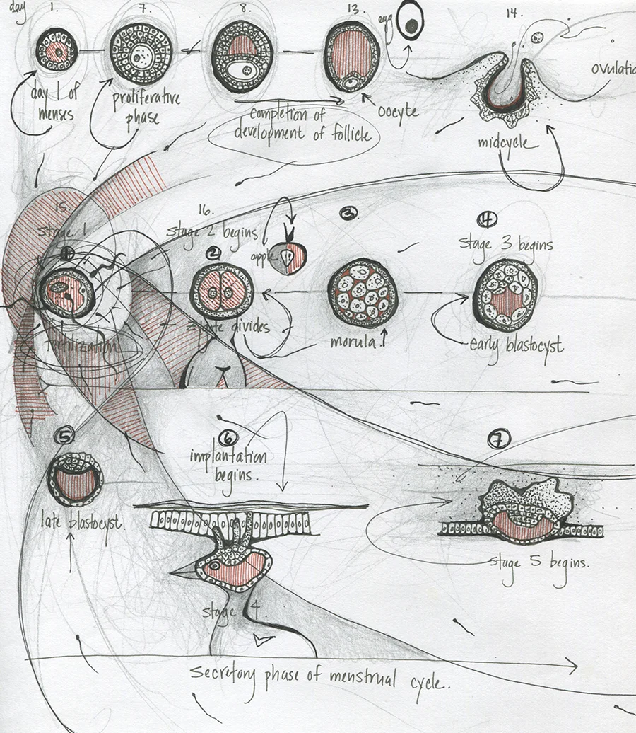 Stages of becoming
