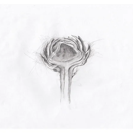 Artichoke on the inside