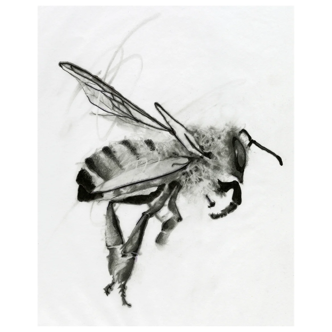 bee_01_accent_decor.jpg