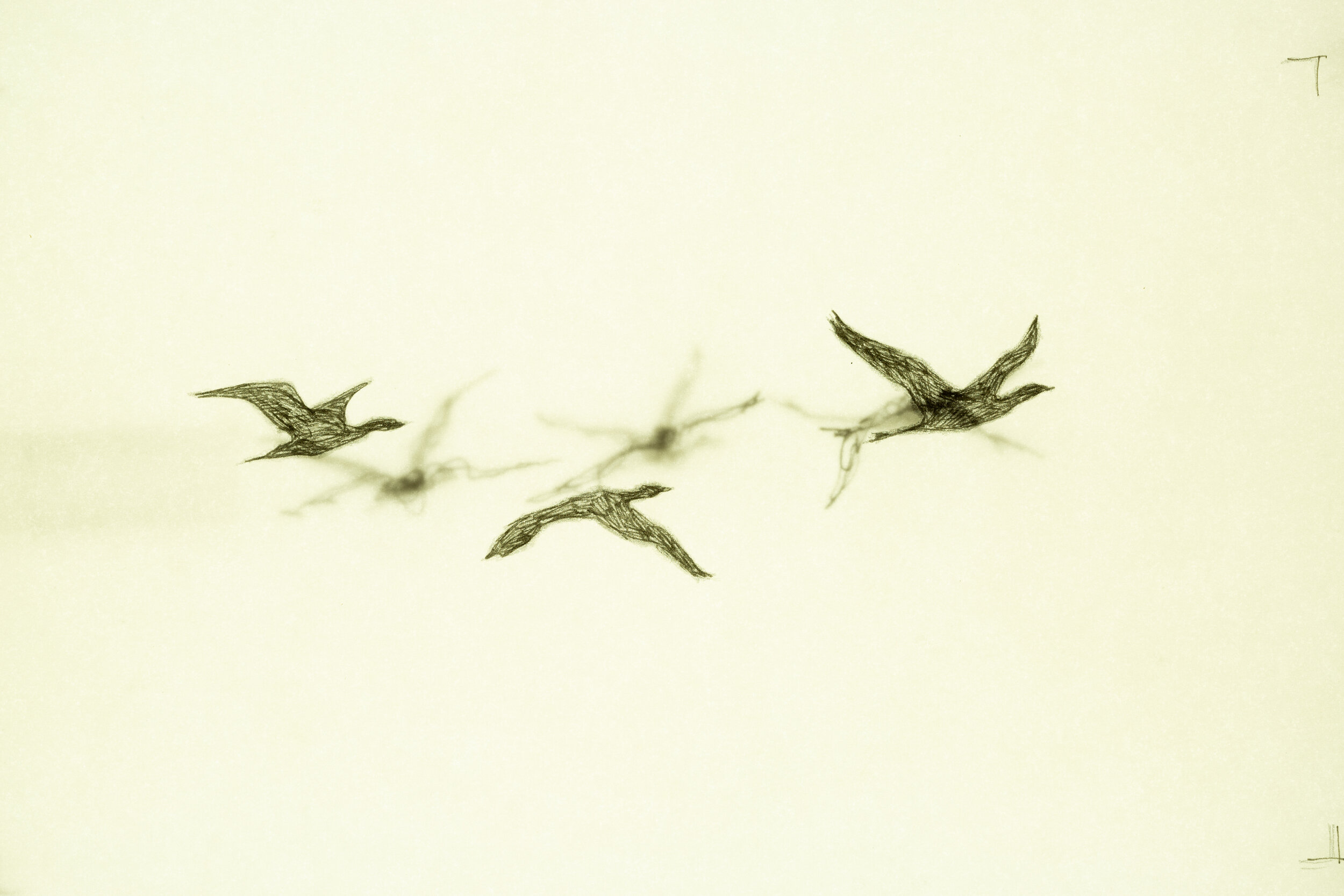 Translations of Cormorants