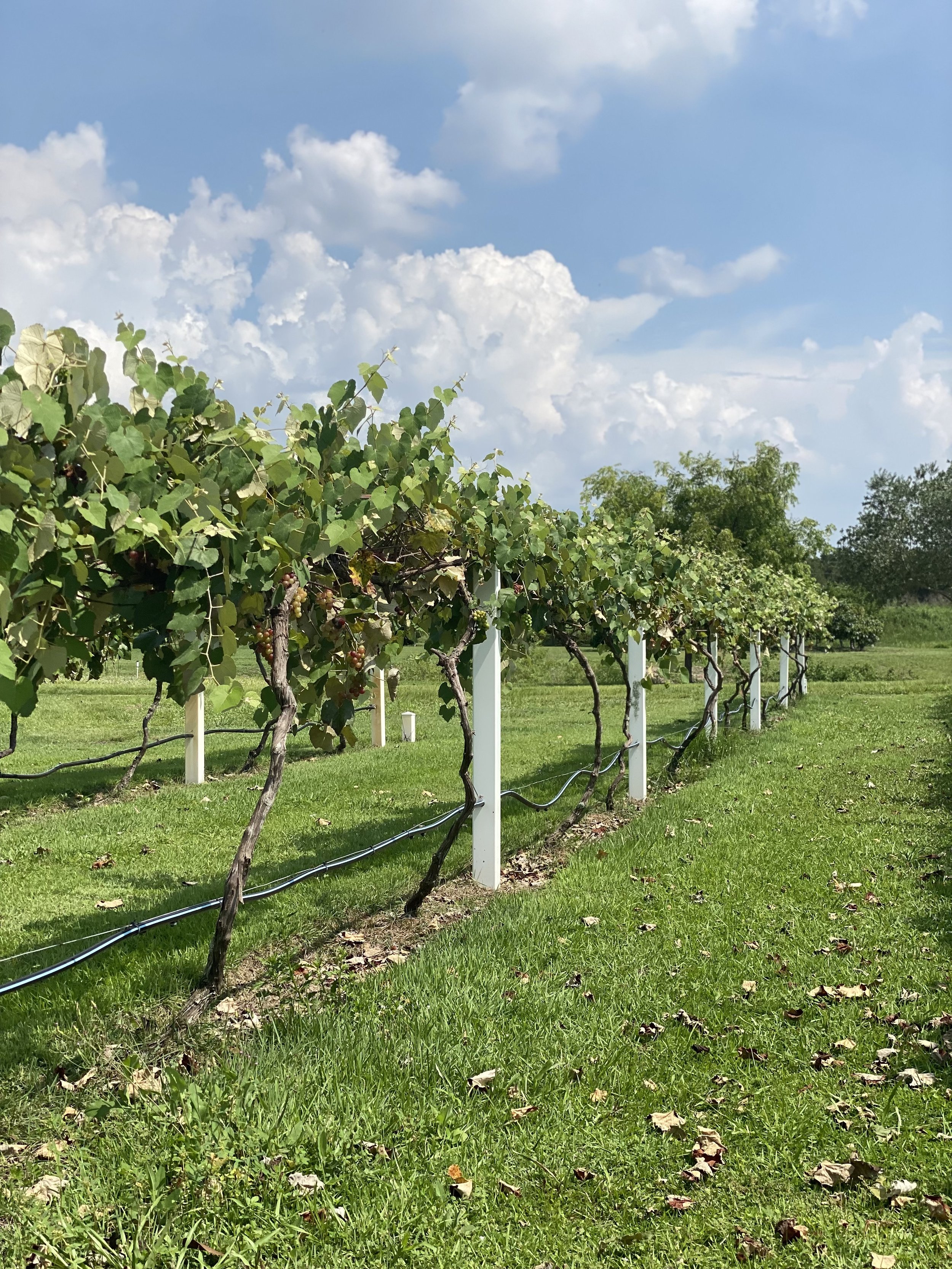 Vineyard pic