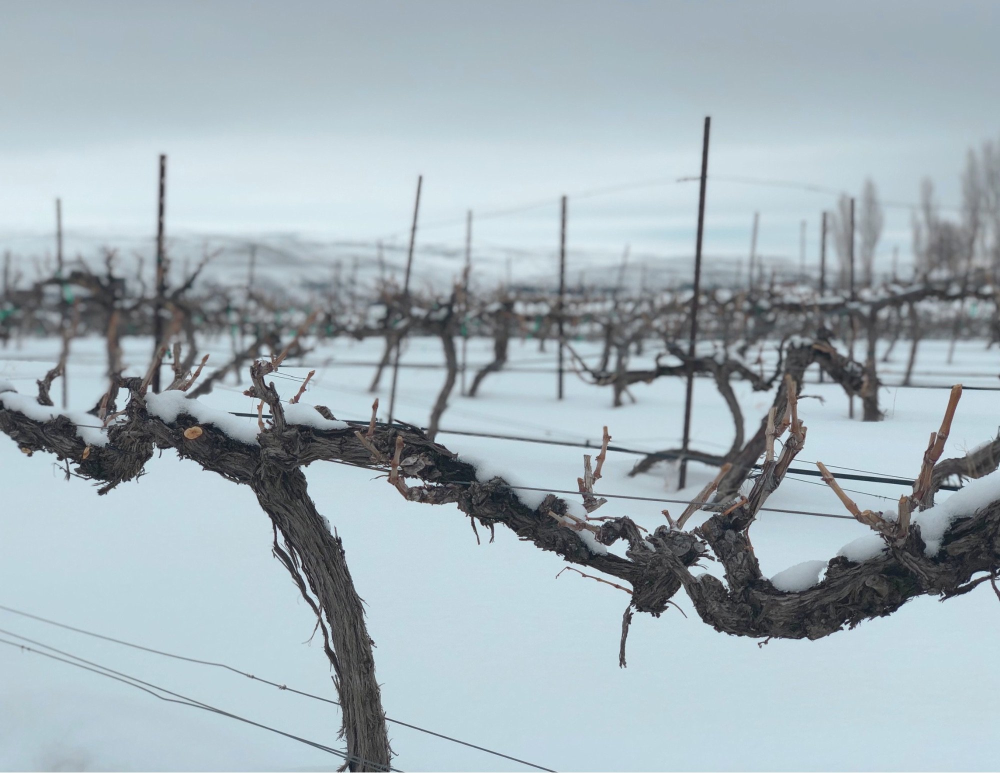 Sleepy Vines - Winter in the Ancient Lakes of the Columbia River Valley AVA