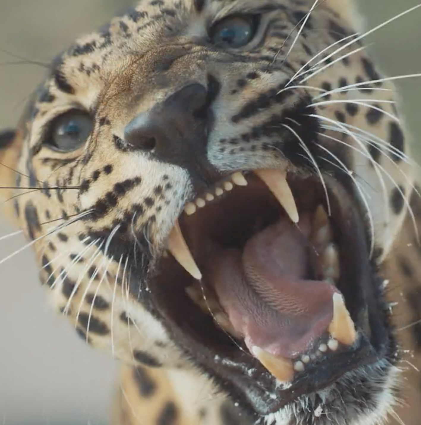 Big Cat Week :30 Launch