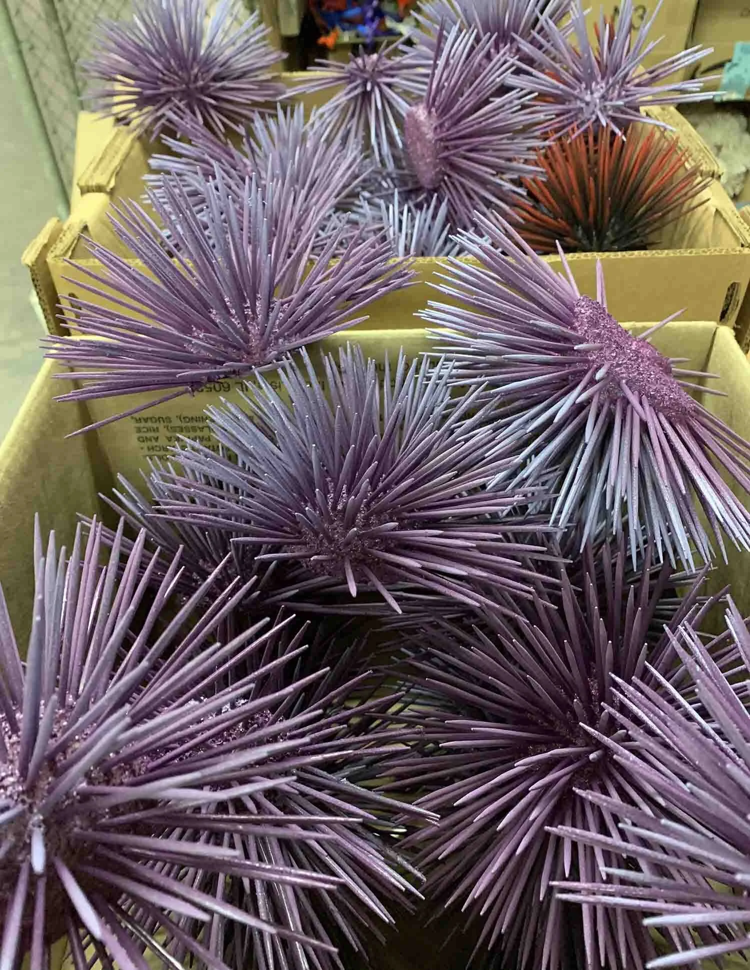 sea urchins