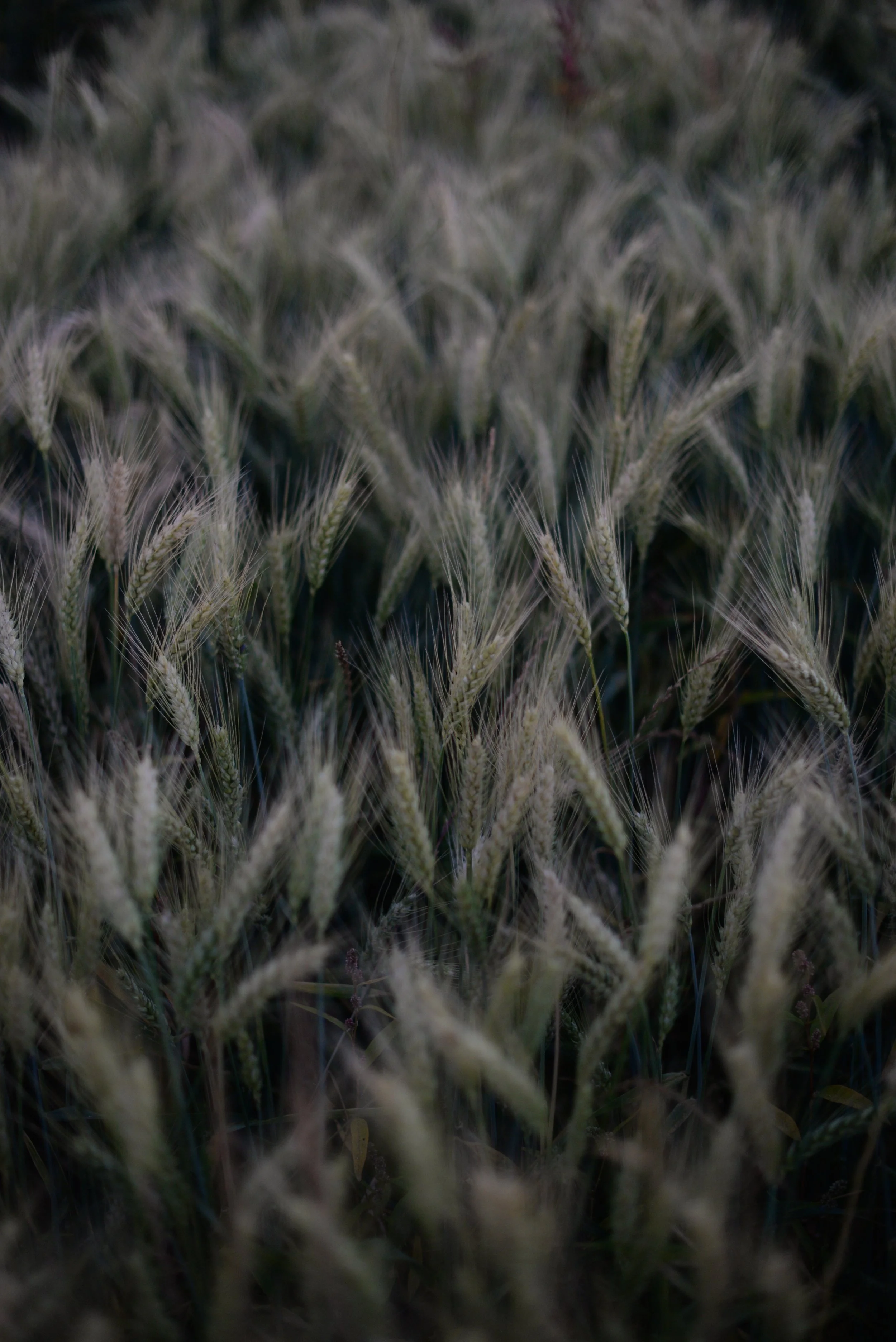 Organic Wheat: Ruby Lee
