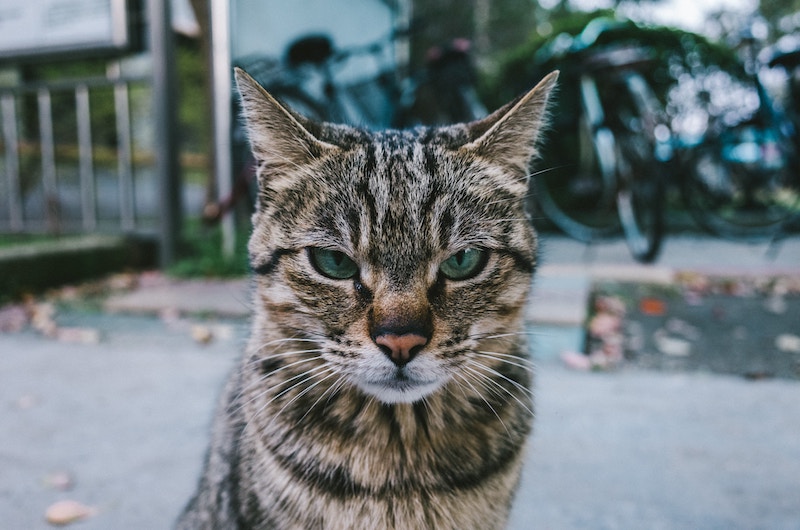cat.jpg