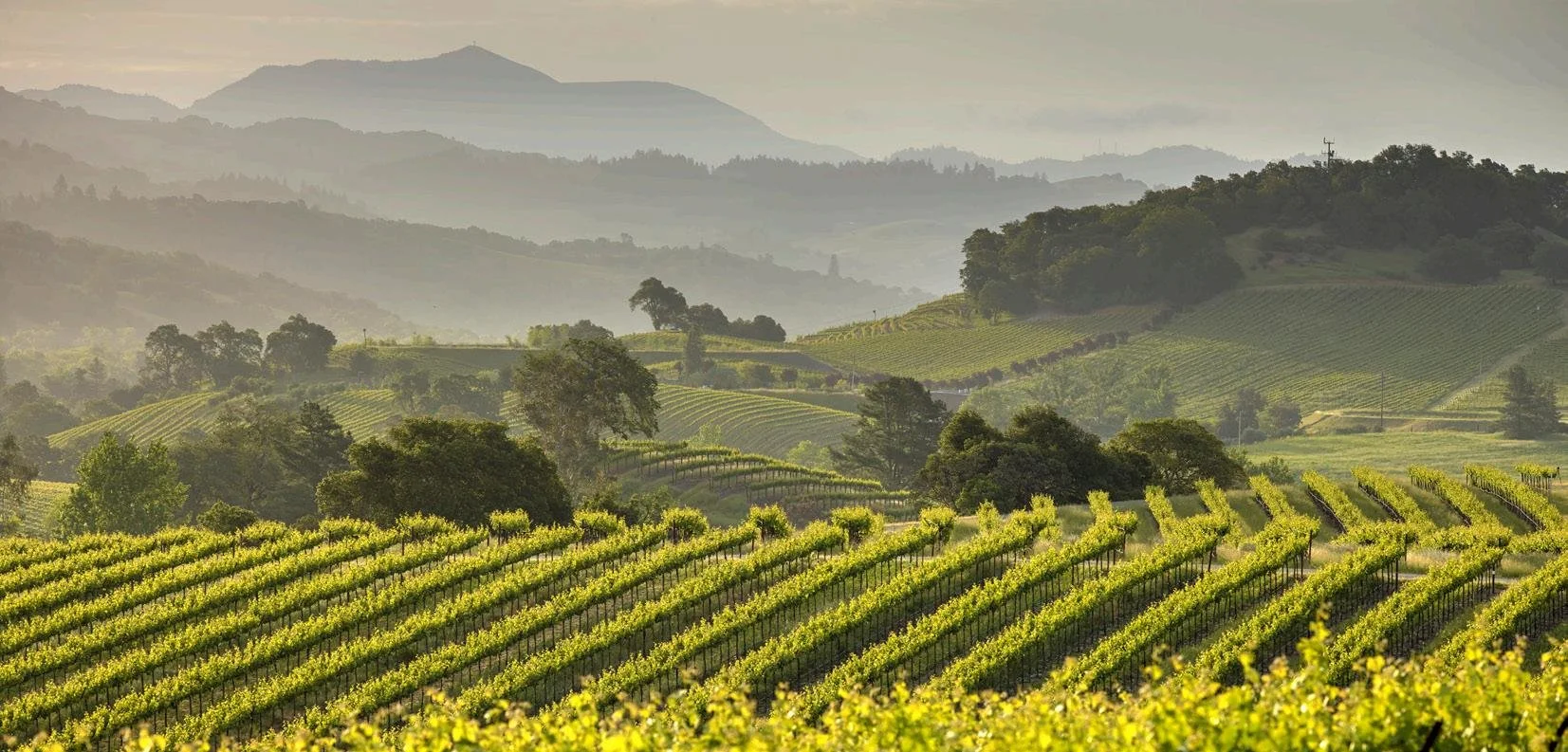 gallo backgrounf.jpeg