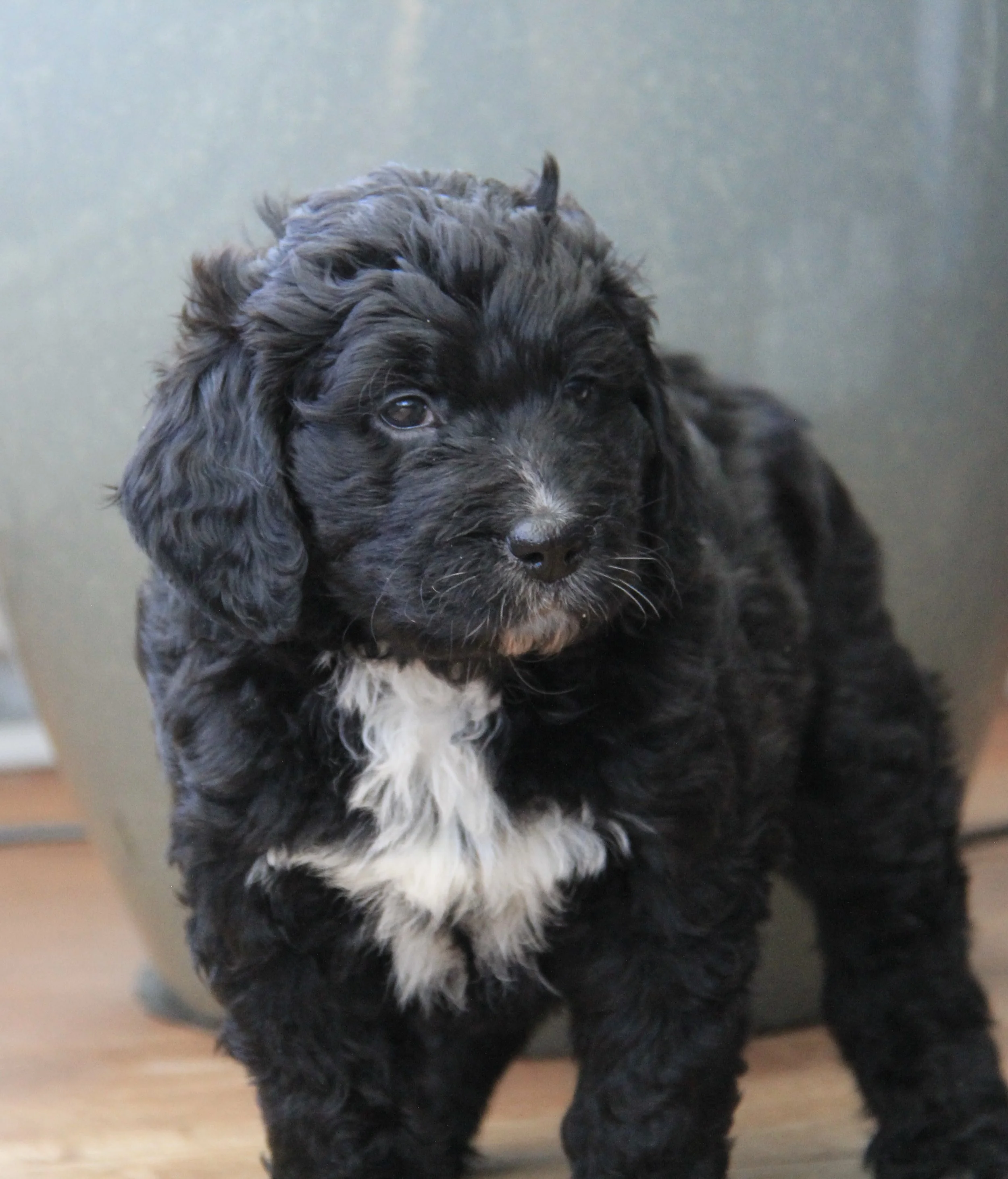Female Bernedoodle - Lilly