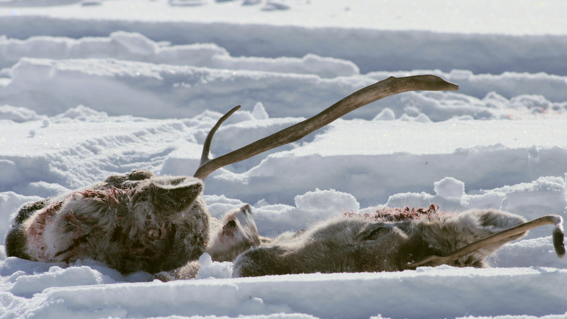 caribou demo screenshot 04.jpg