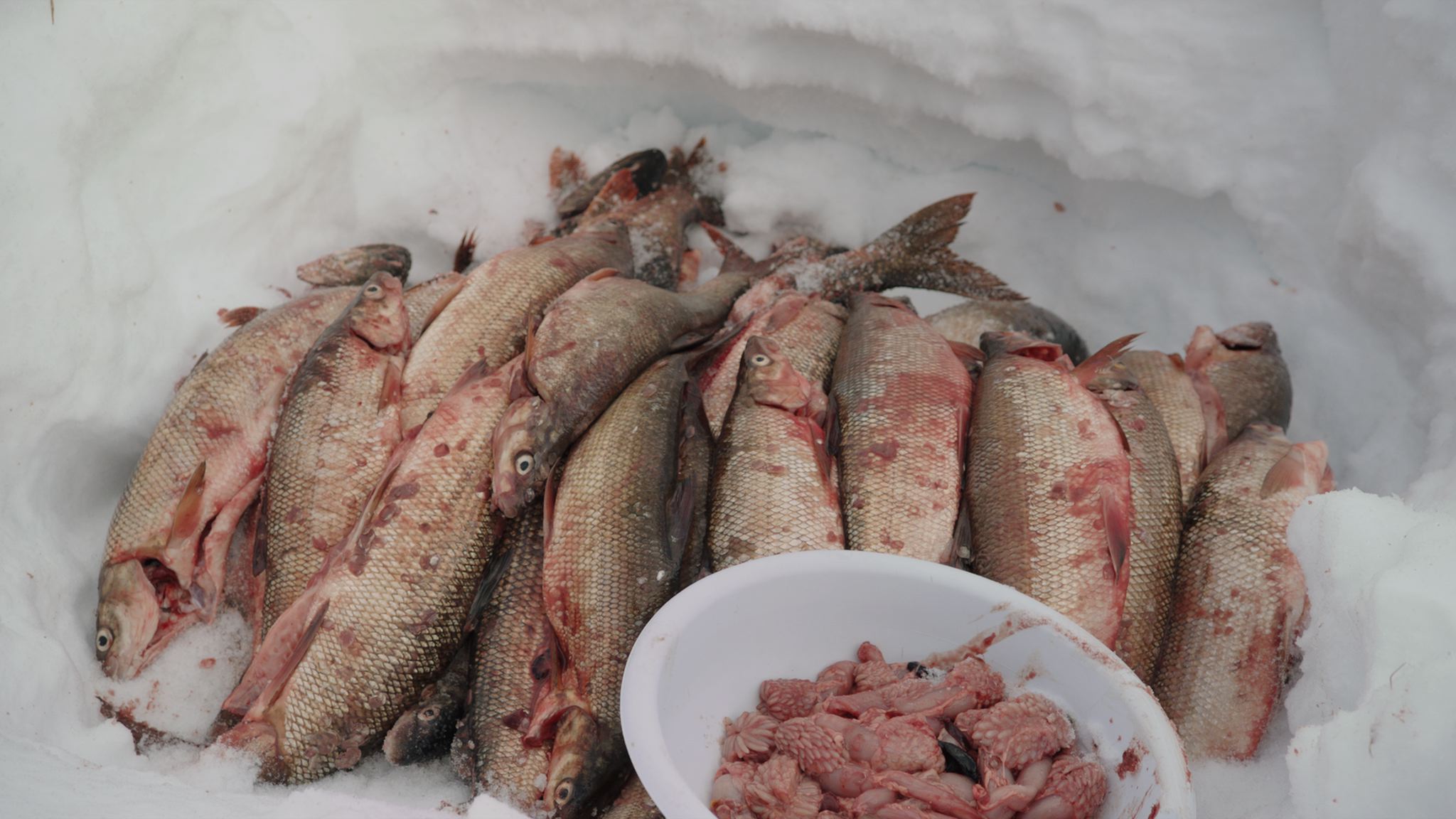  Fish serve as an alternate protein source for Déné in years where caribou meat is scarce. 