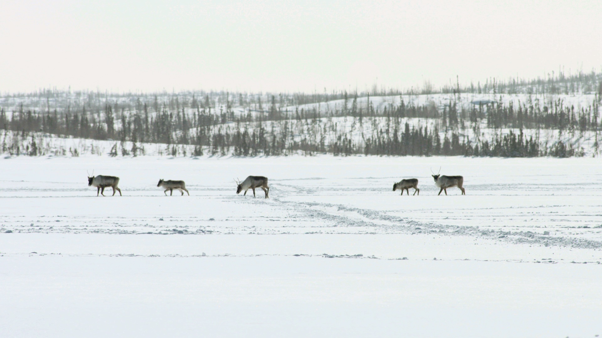  The remaining members of the caribou herd continue on their path. 