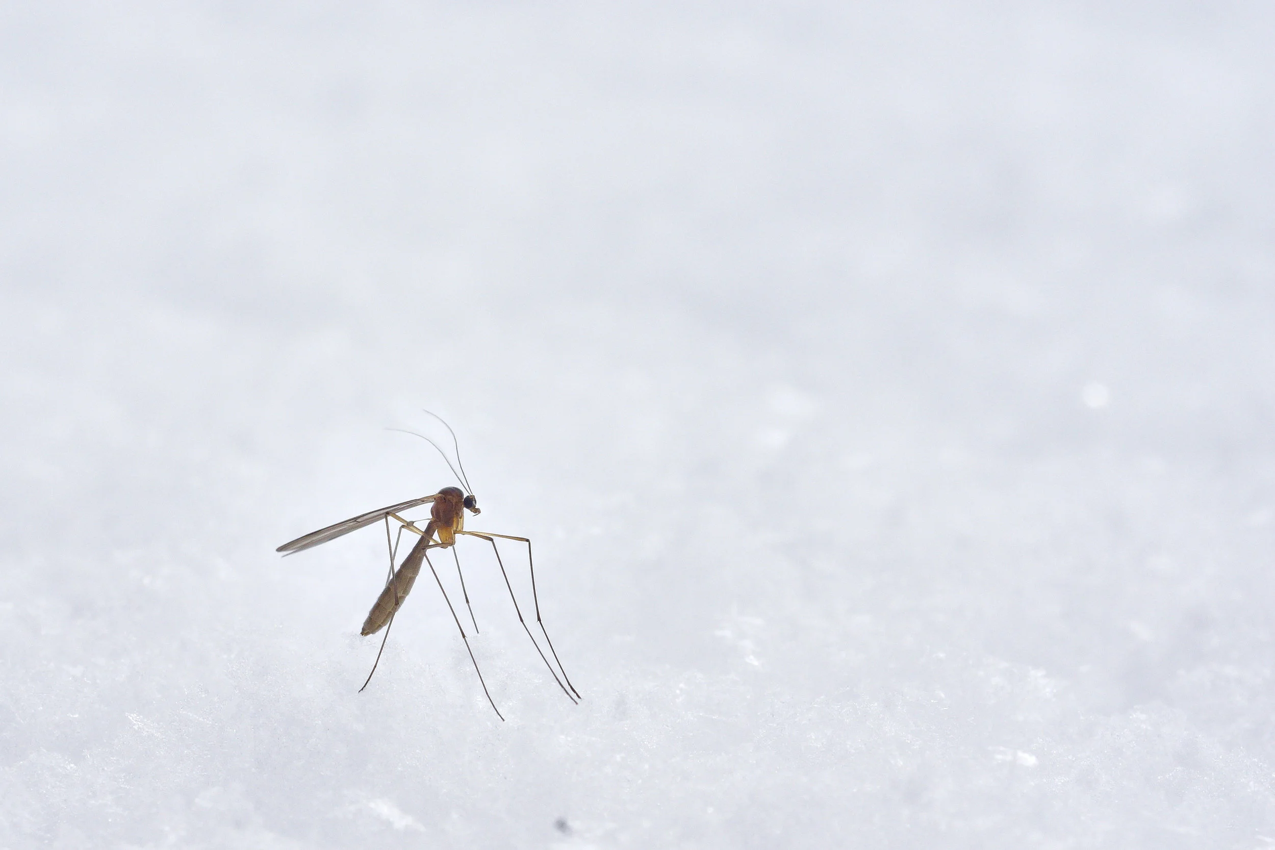 Can CBD Topicals Help Mosquito Bites?