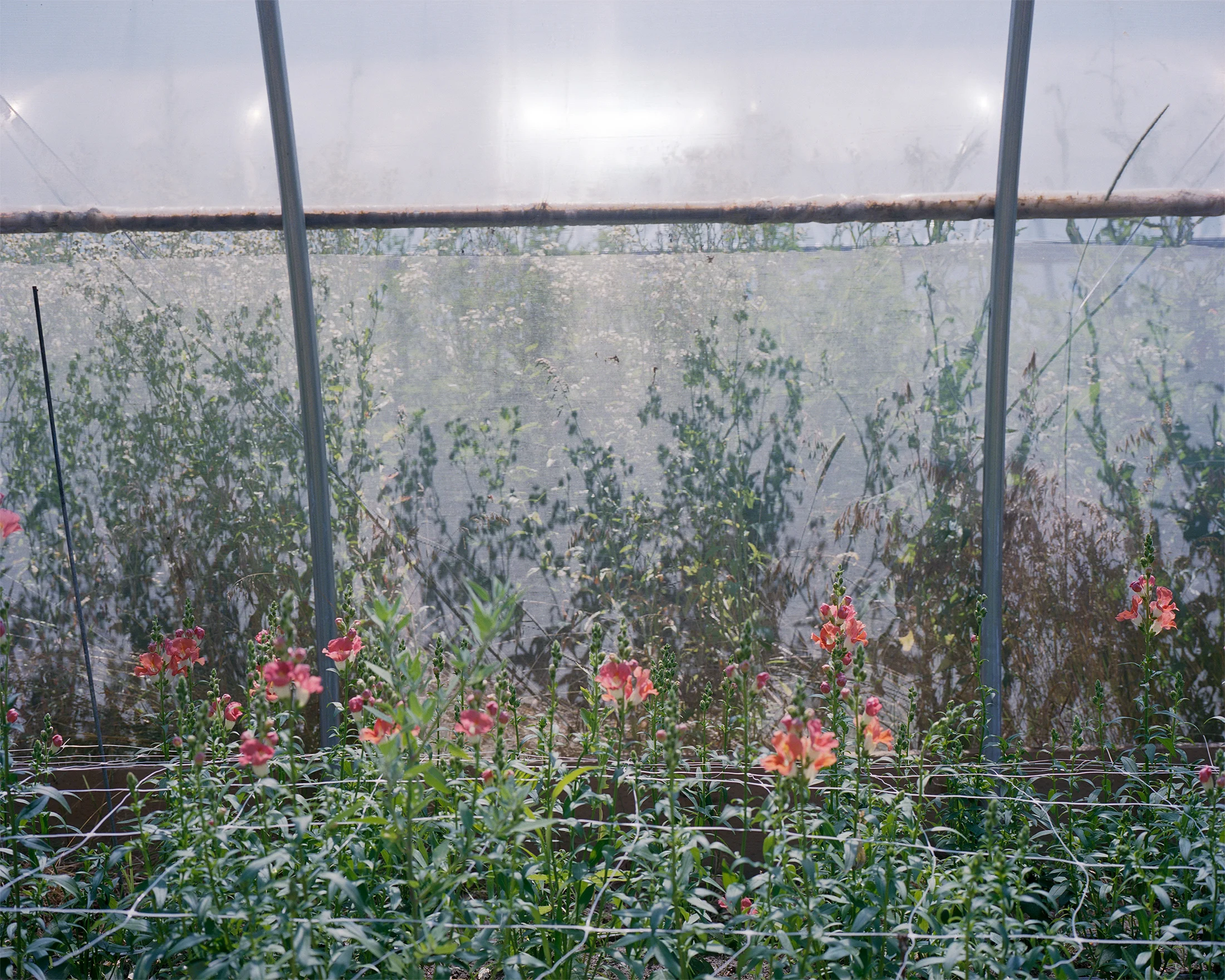 Photograph by Cristian Ordonez ( Floralora Flowers )