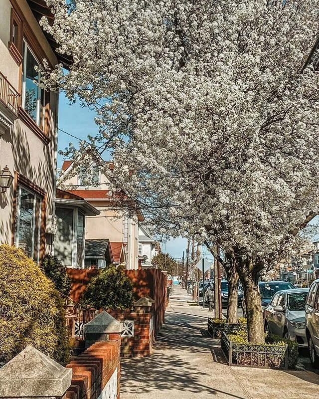 When #quarantine has you appreciating your own backyard 🌸💕
&bull;
&bull;
&bull;
&bull;
#travel #quarantine #spring #travelblog #travelblogger #brooklyn #brooklynstreets #bloom #blossoms #seemycity #iloveny #nystrong #stayhome