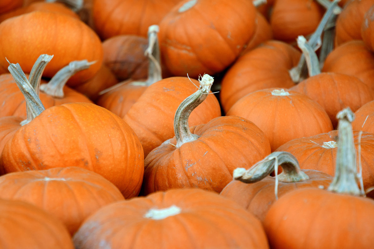Pumpkin-Patch.jpg