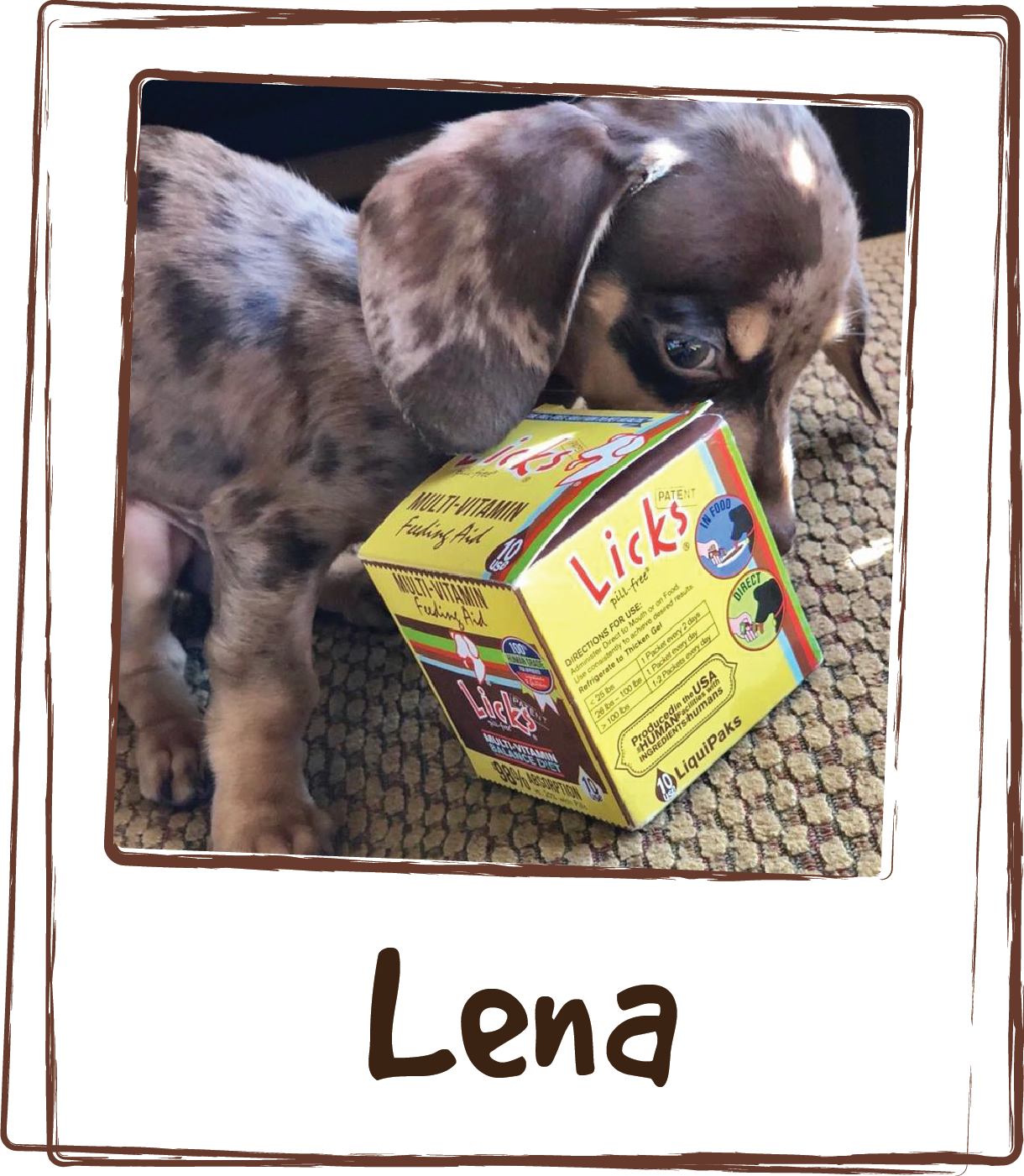  “Lenna is a special needs dog. She is deaf, blind and has hydrocephalus. Using  Licks feeding aide  has helped her to gain weight and keep her fighting! She’s a picky eater, as soon as she smells the package open she comes running to gobble up her f